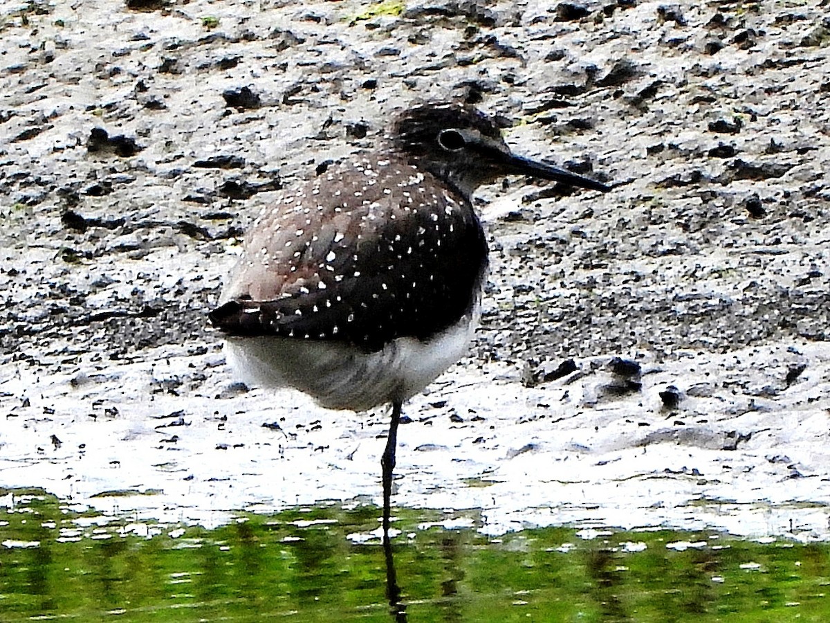 Green Sandpiper - ML638179834