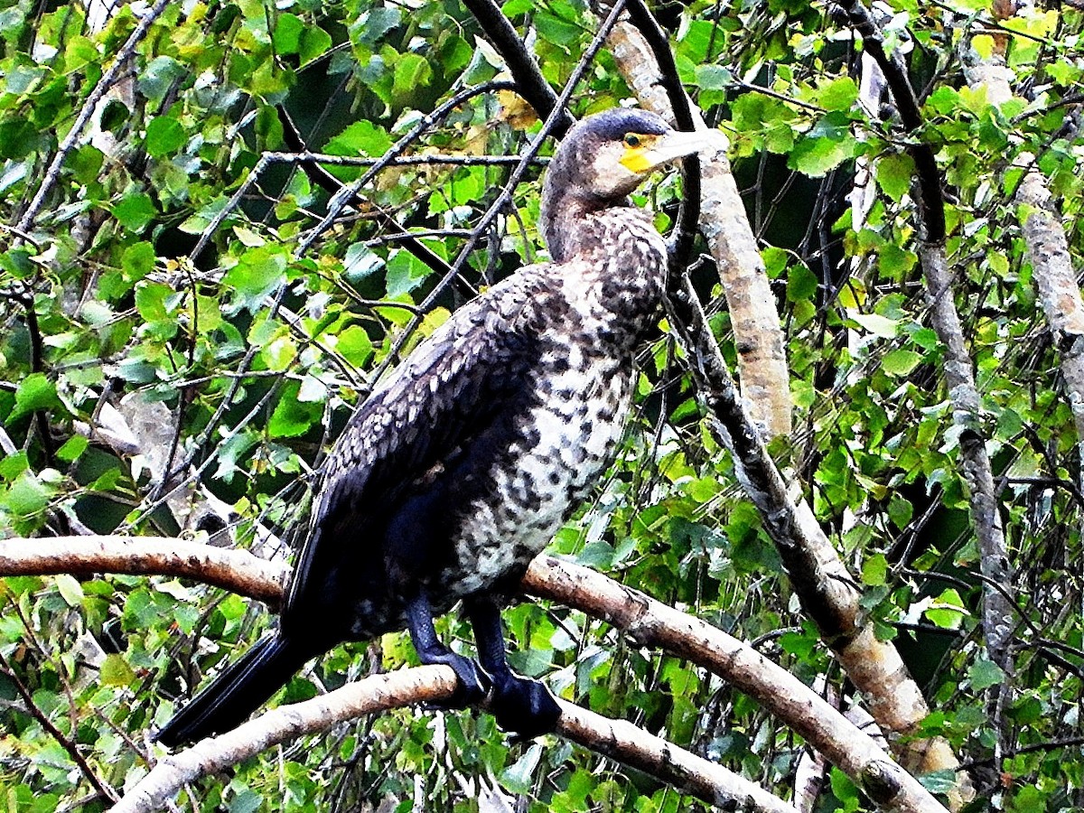 Great Cormorant - ML638179849