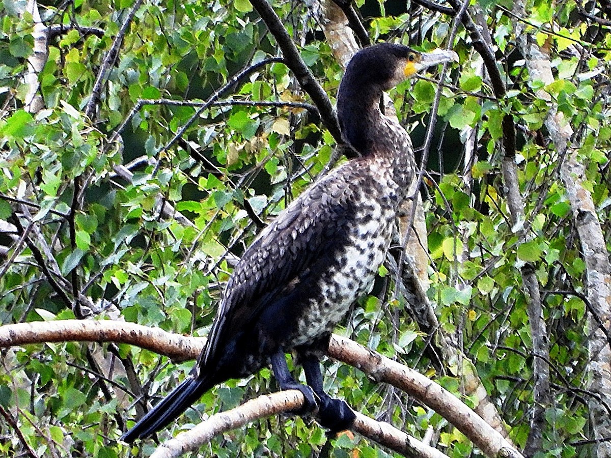 Great Cormorant - ML638179850