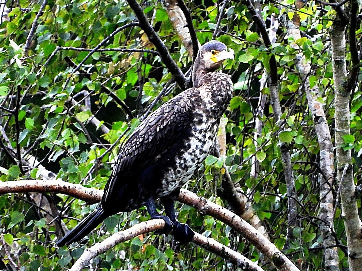 Great Cormorant - ML638179851