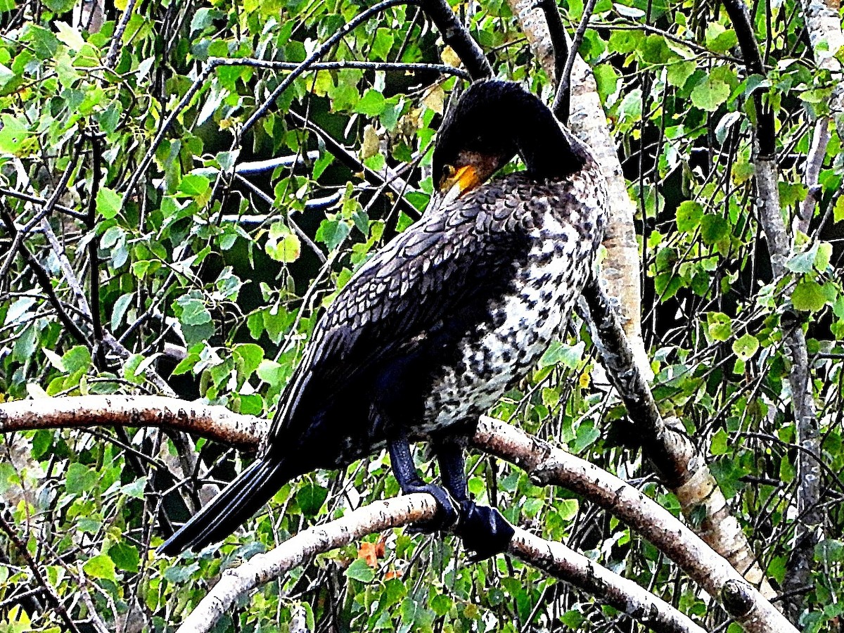 Great Cormorant - ML638179852