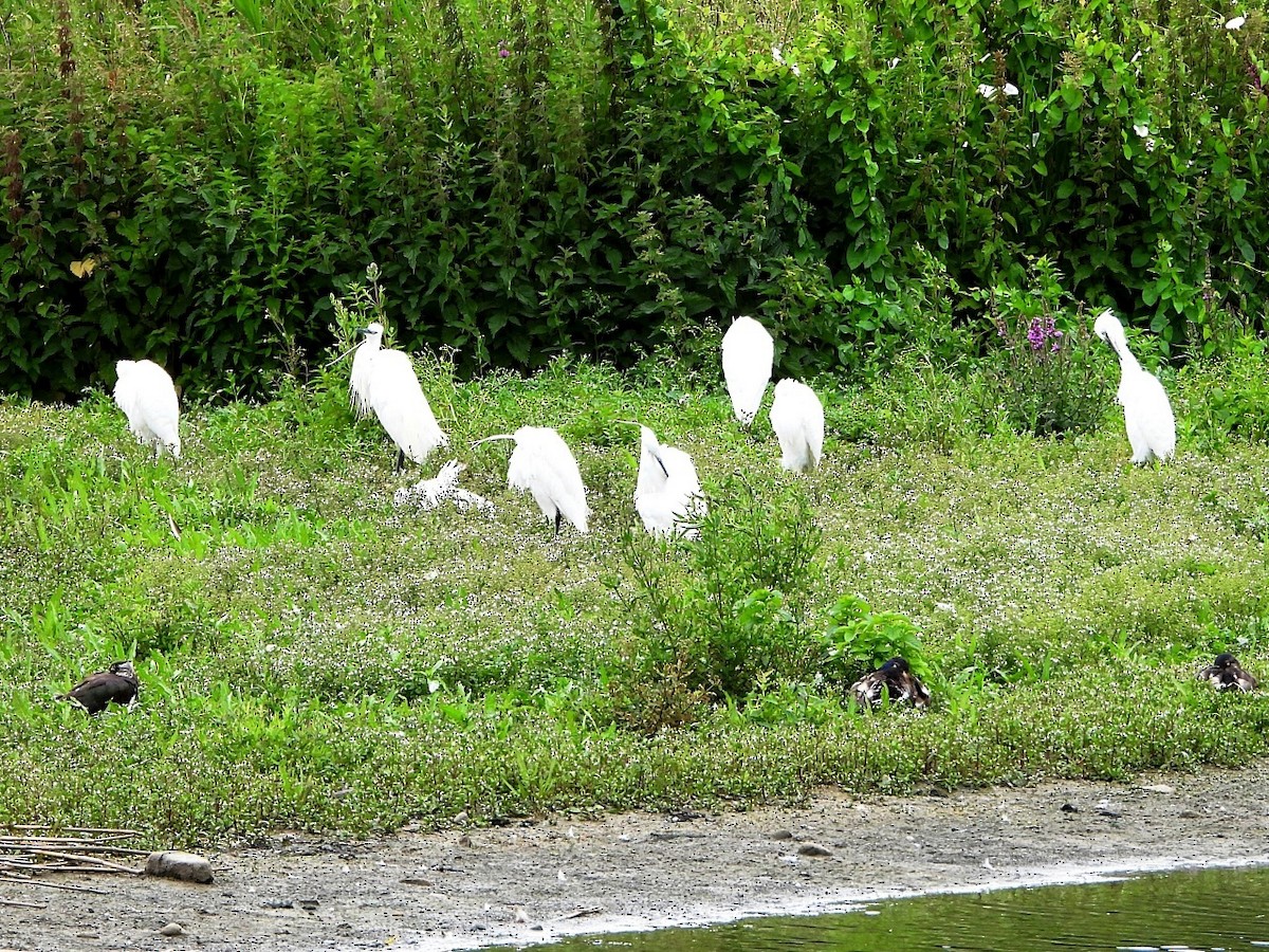 Little Egret - ML638179862