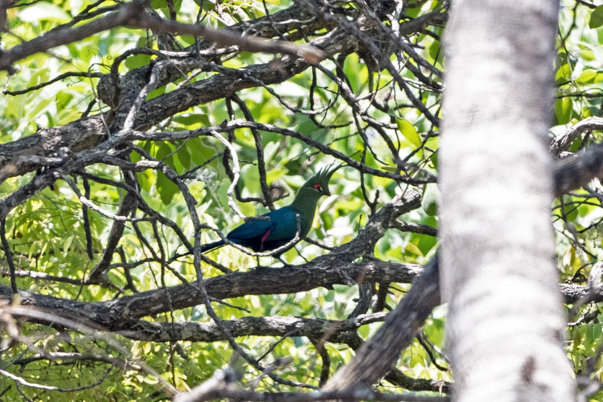 Schalow's Turaco - ML638179863