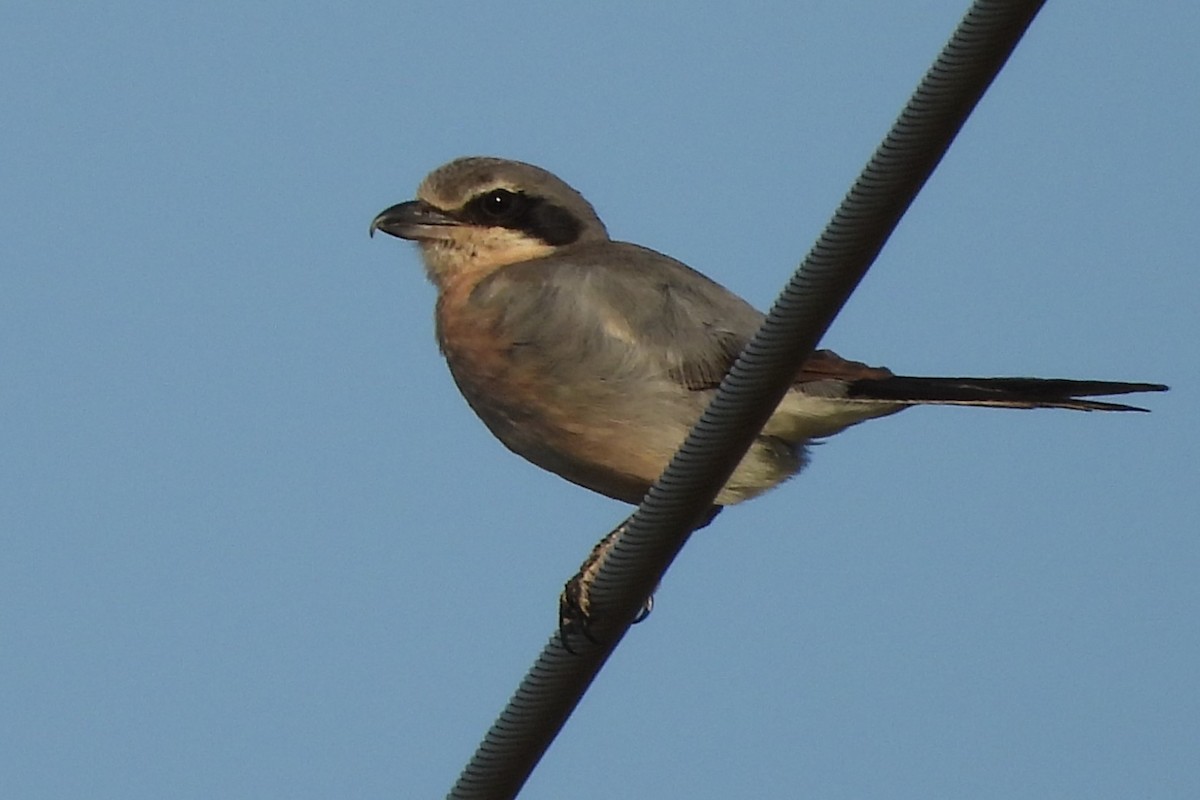 Iberian Gray Shrike - ML638179889
