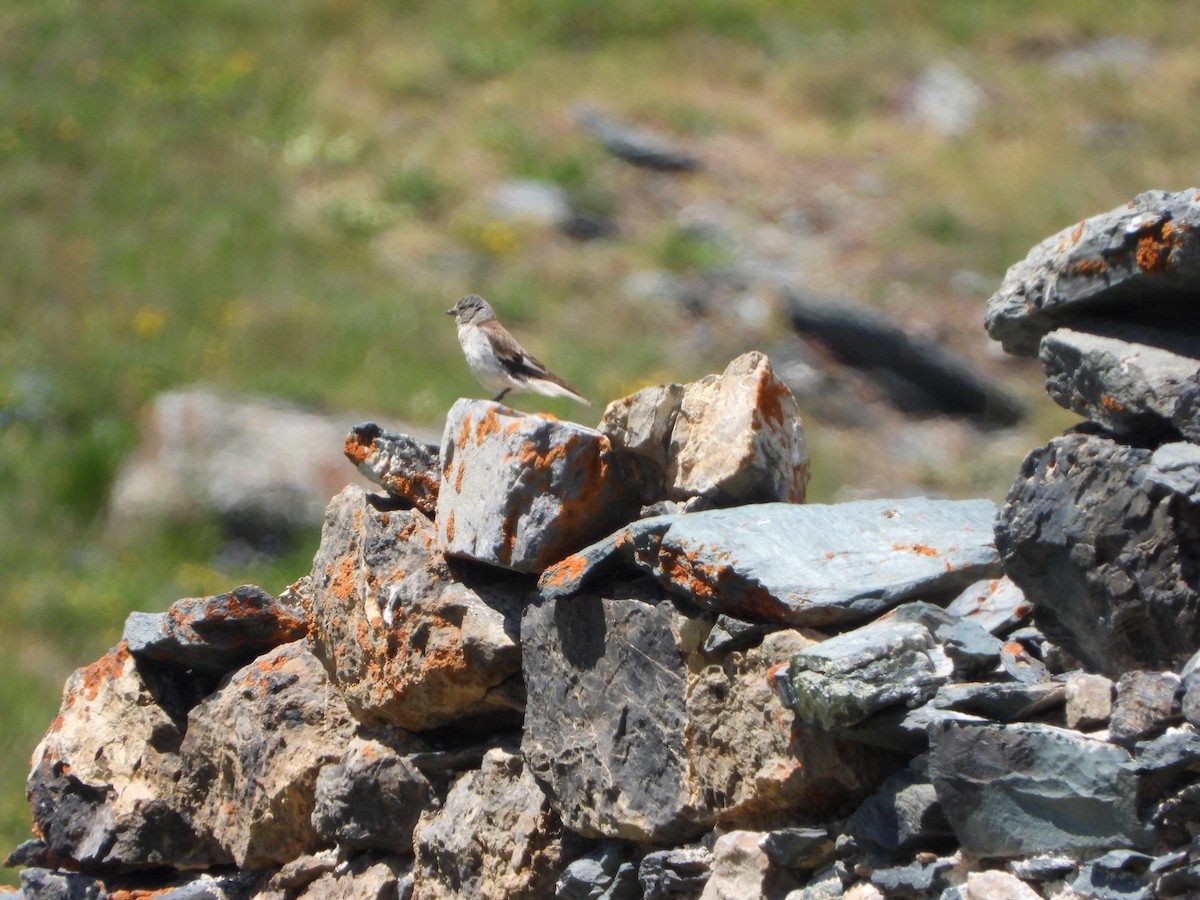 White-winged Snowfinch - ML638179901