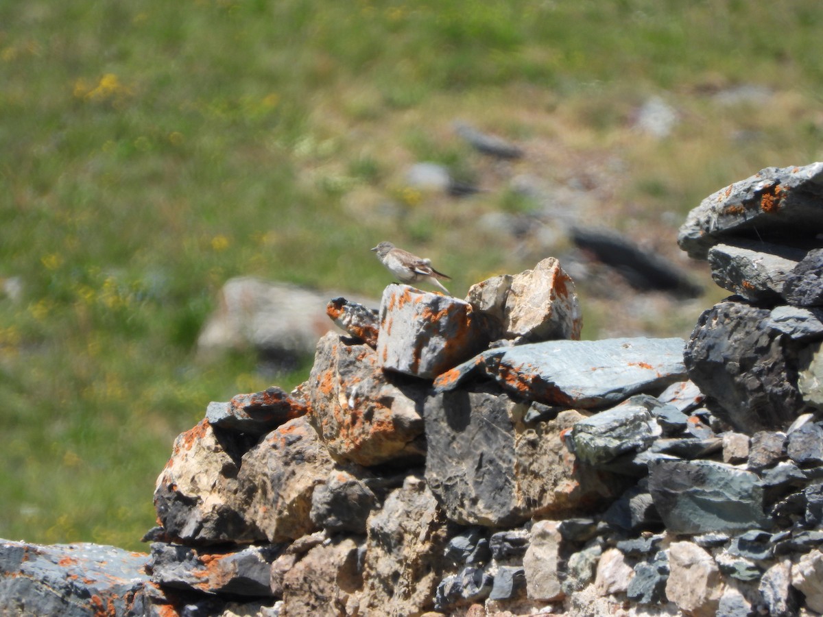 White-winged Snowfinch - ML638179902