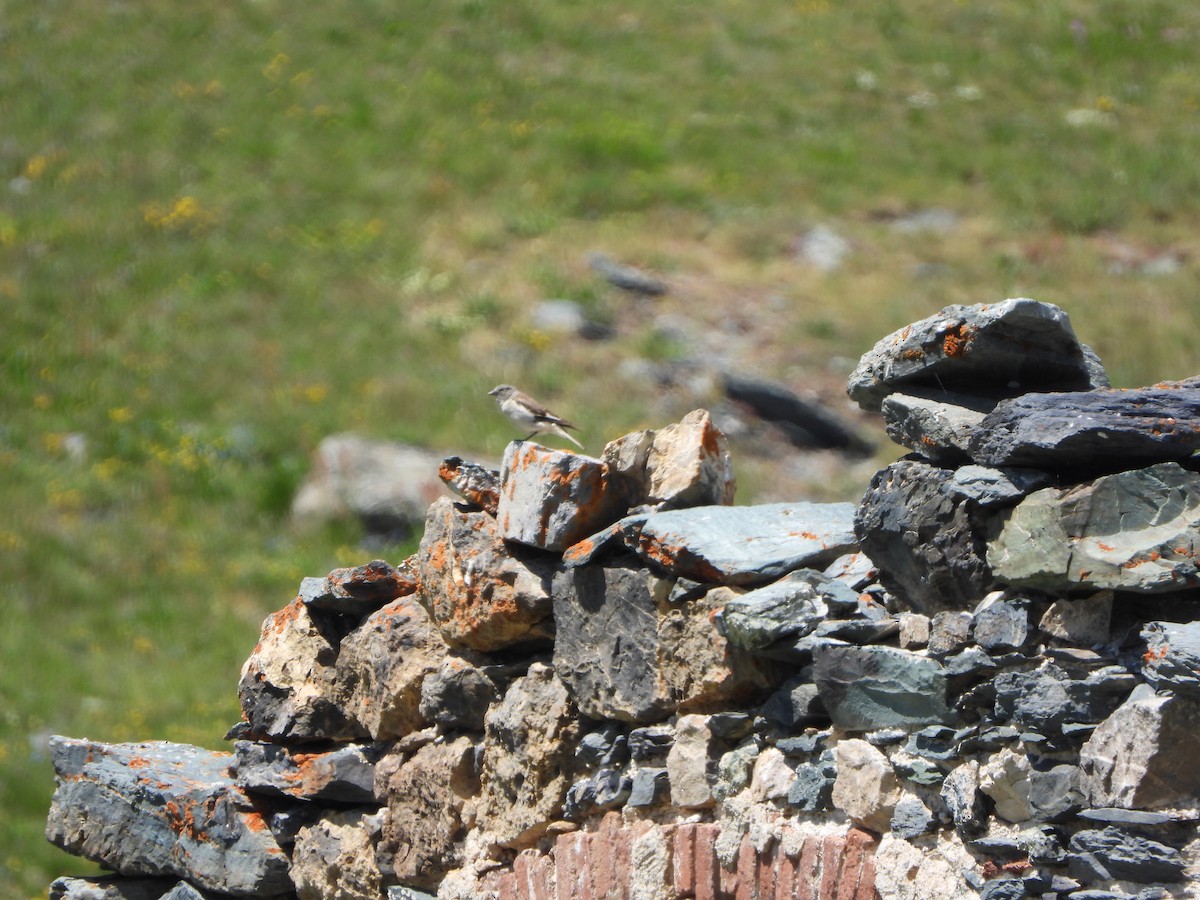 White-winged Snowfinch - ML638179903