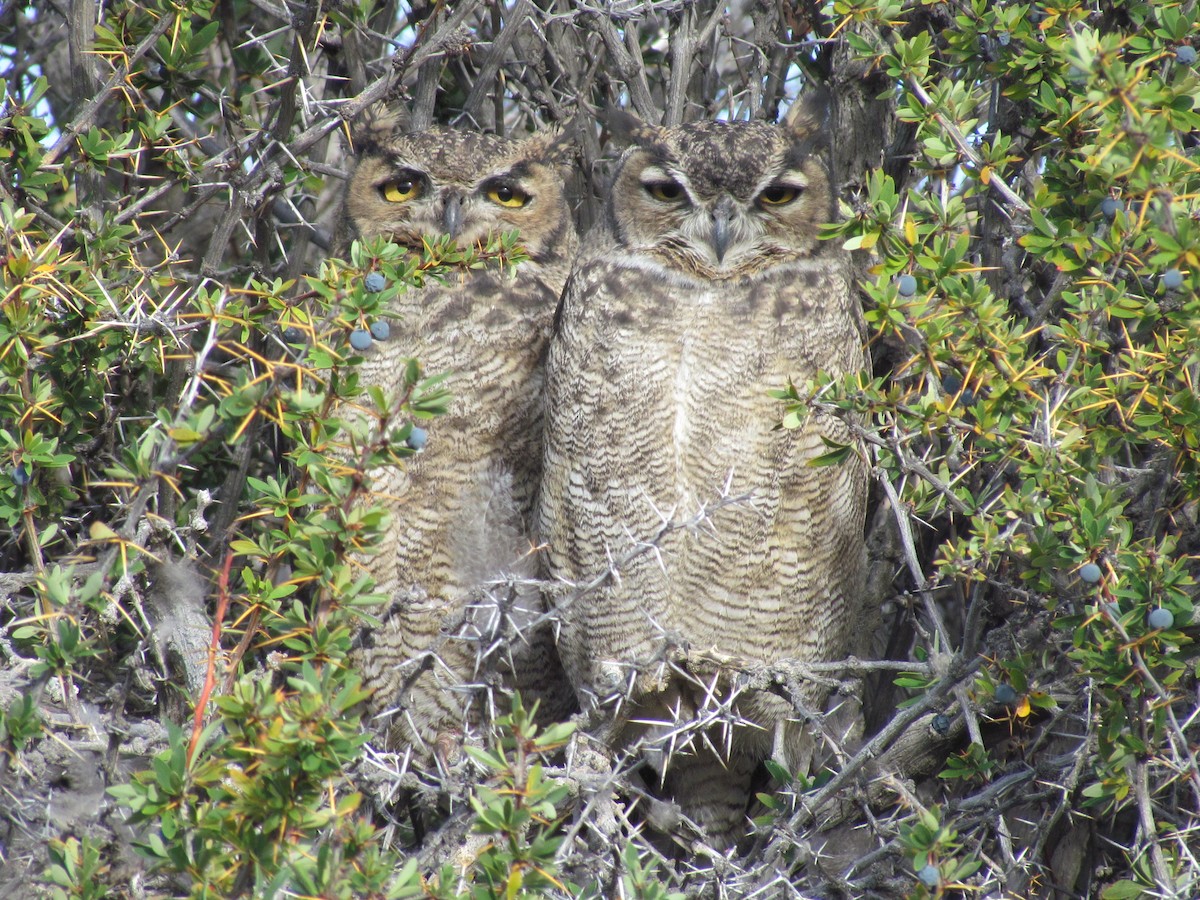 Lesser Horned Owl - ML638179911