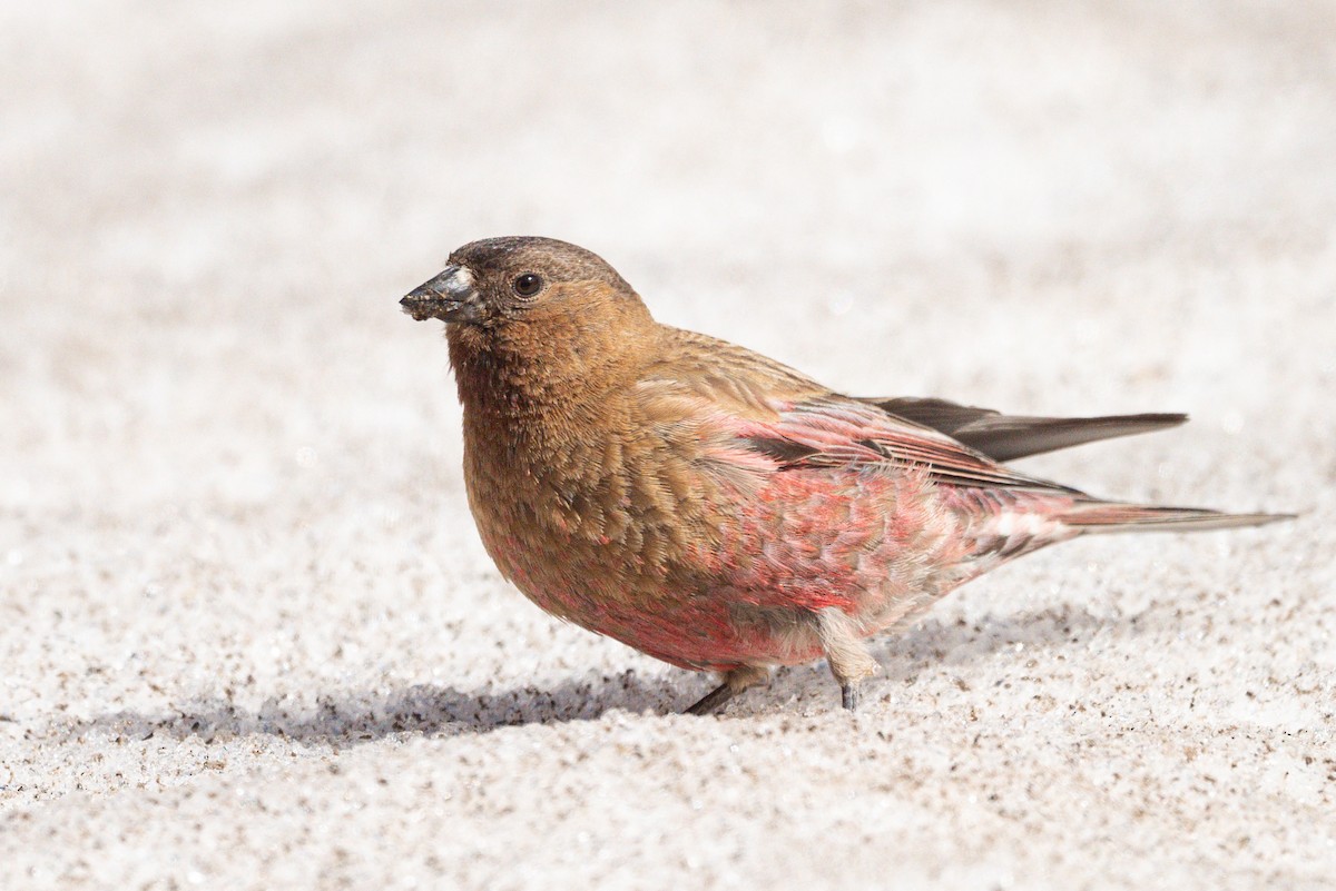 Brown-capped Rosy-Finch - ML638179924