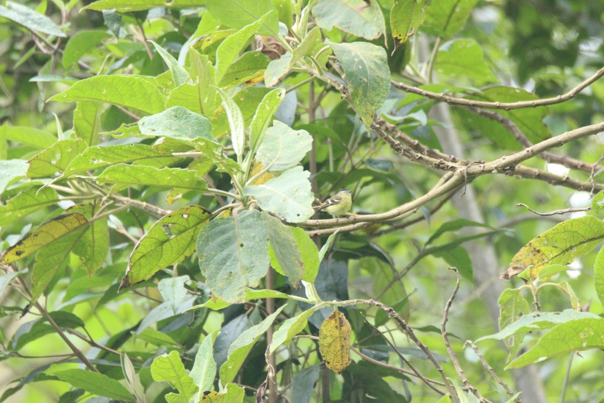 Black-capped Tyrannulet - ML638179976