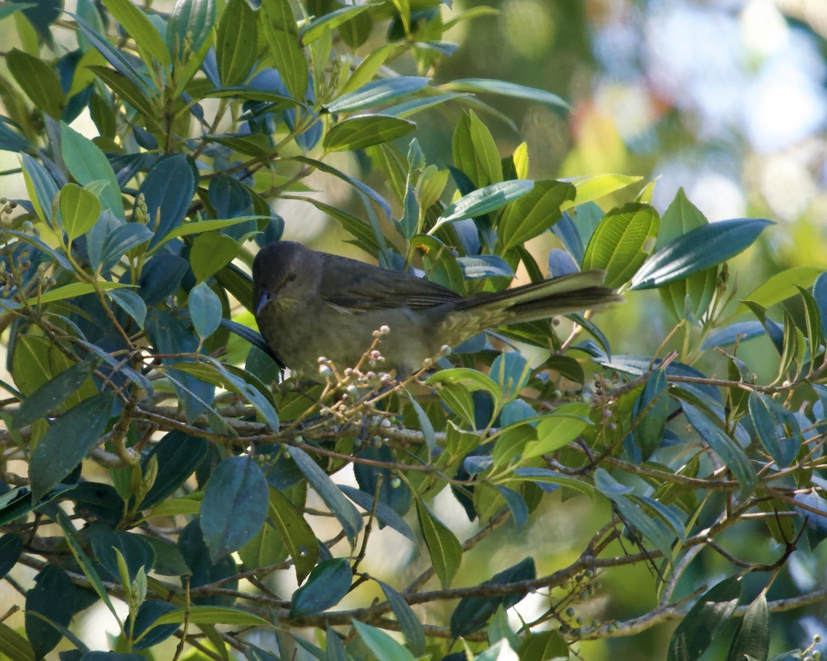 Mountain Thrush - ML638179980