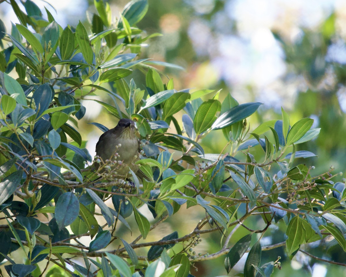 Mountain Thrush - ML638179981