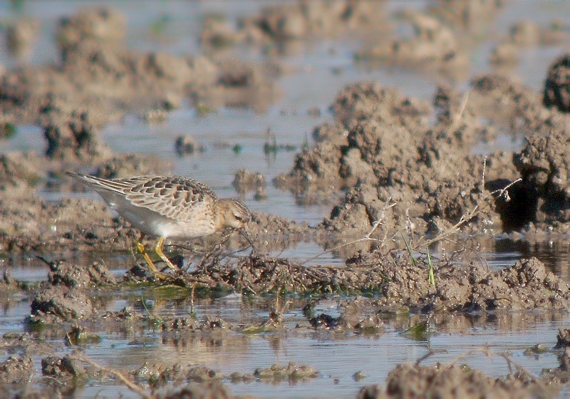 Buff-breasted Sandpiper - ML638179999