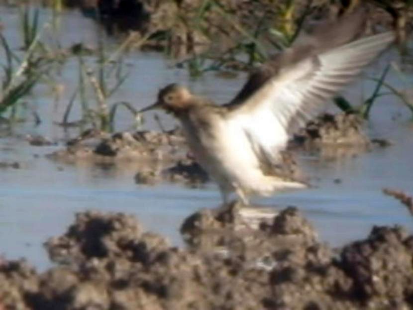 Buff-breasted Sandpiper - ML638180000