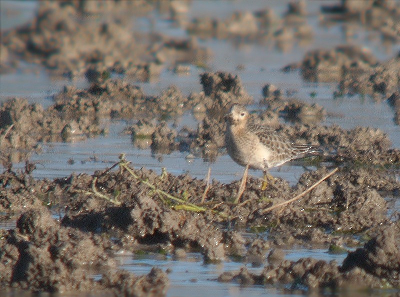 Buff-breasted Sandpiper - ML638180001