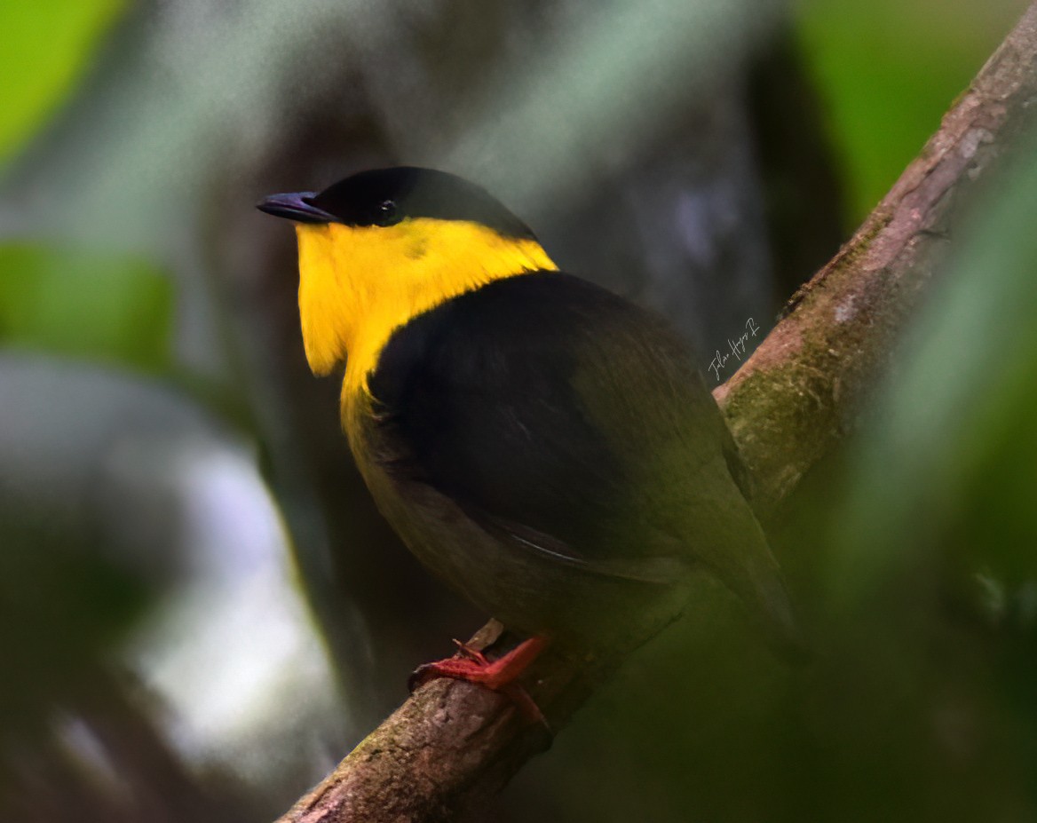 Golden-collared Manakin - ML638180002