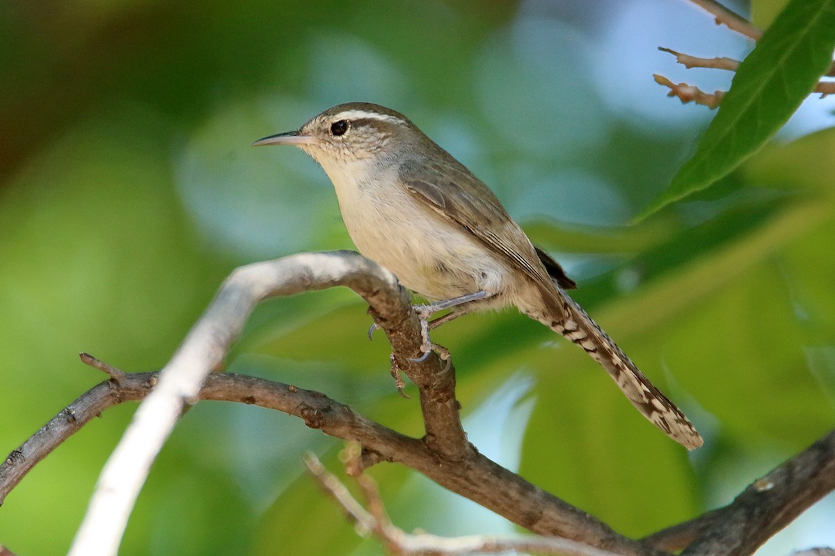 Bewick's Wren - ML638180009