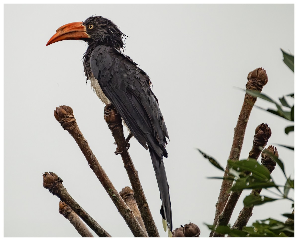 Crowned Hornbill - ML638180012