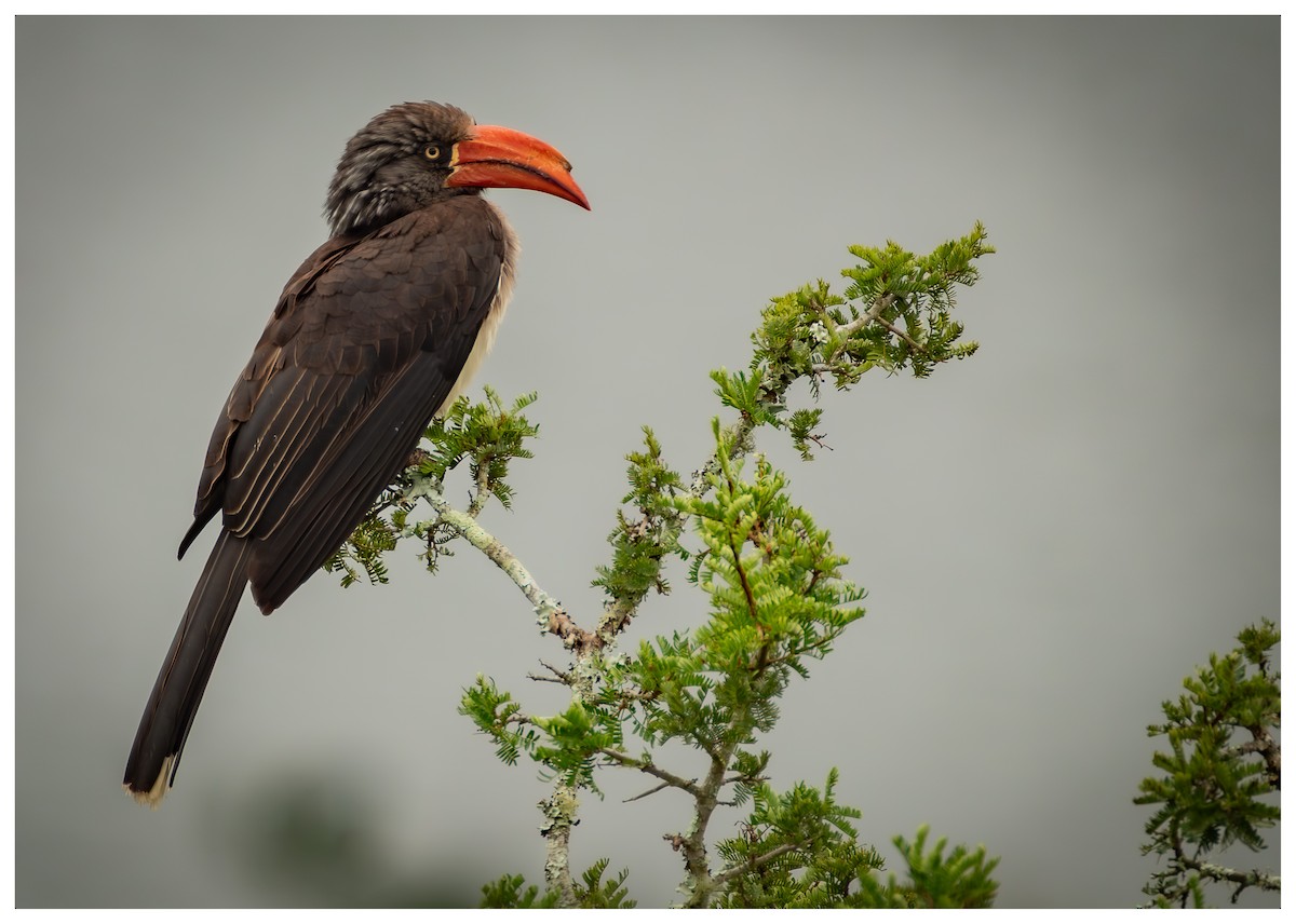 Crowned Hornbill - ML638180013