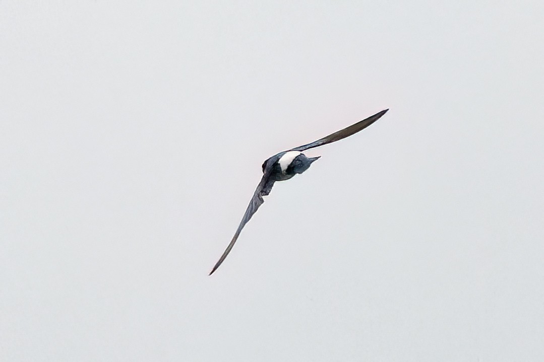 Nepal House-Martin - ML638180025