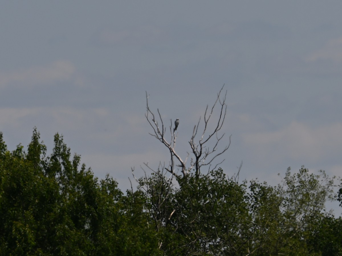 White-tailed Kite - ML638180031