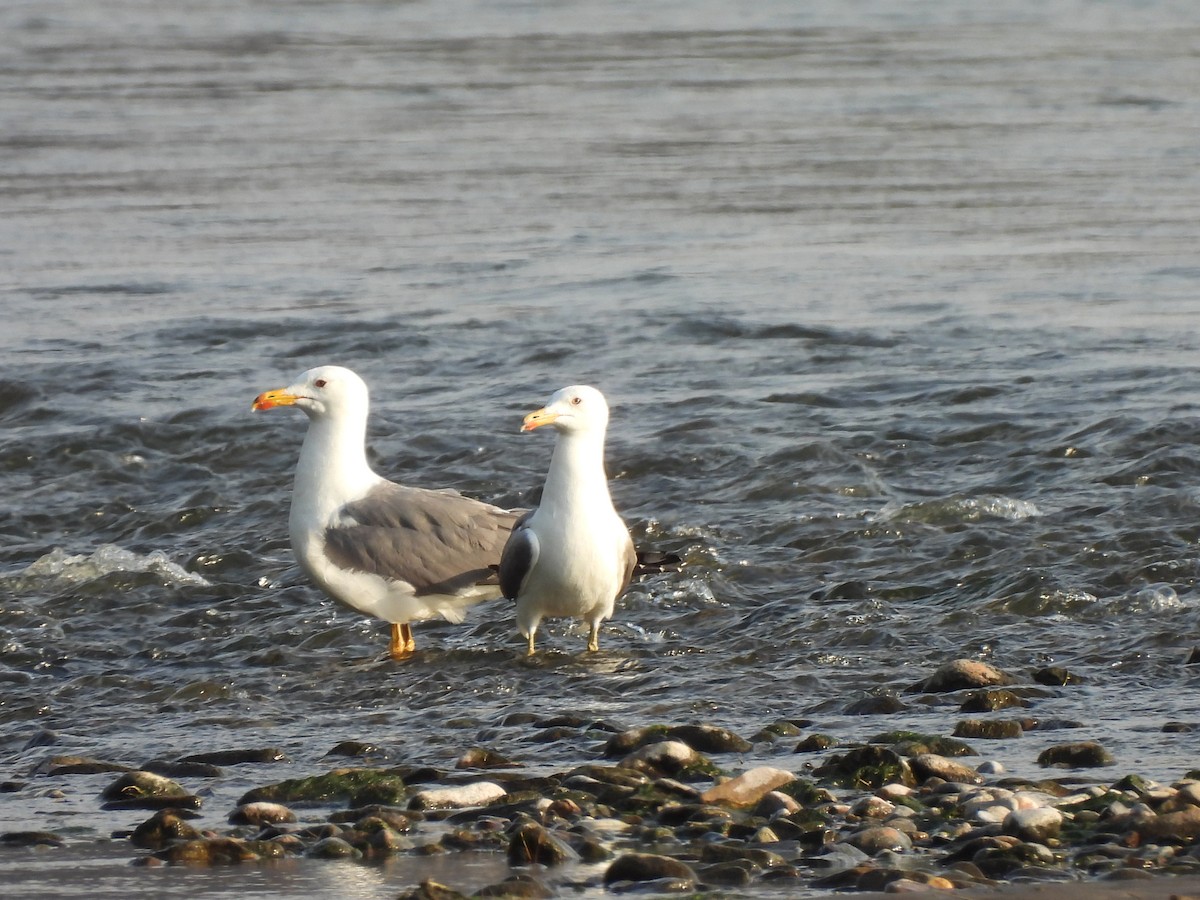 Armenian Gull - ML638180074