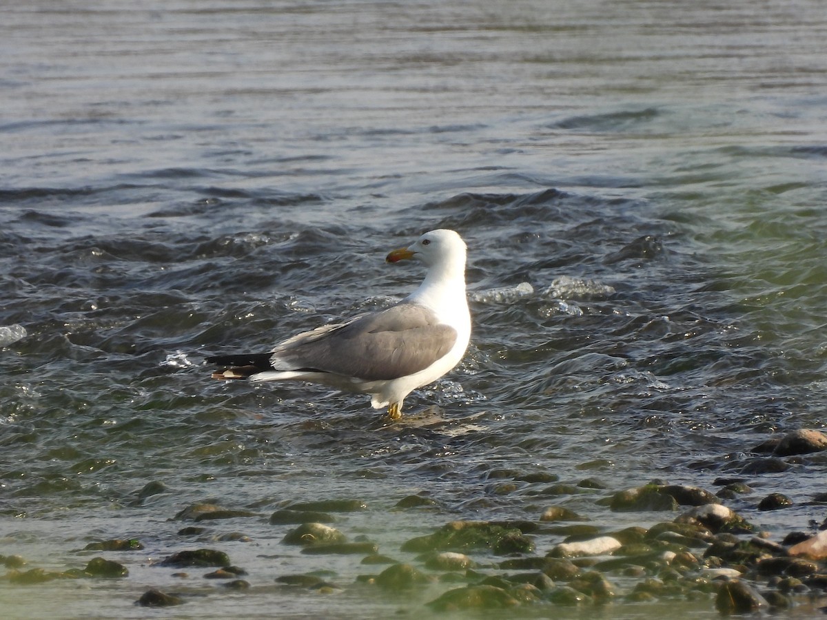 Armenian Gull - ML638180075
