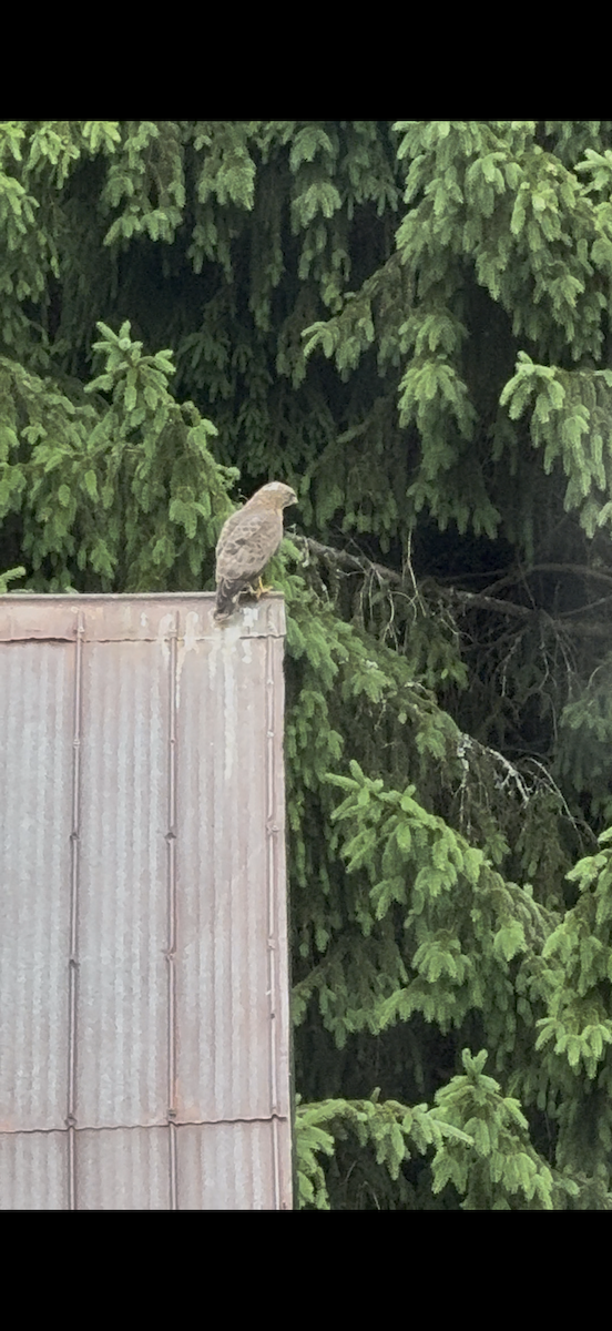 Cooper's Hawk - ML638180081