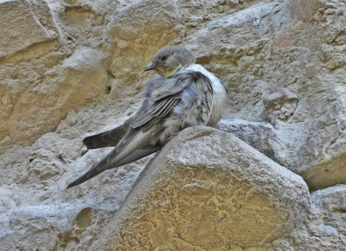Eurasian Crag-Martin - ML638180084