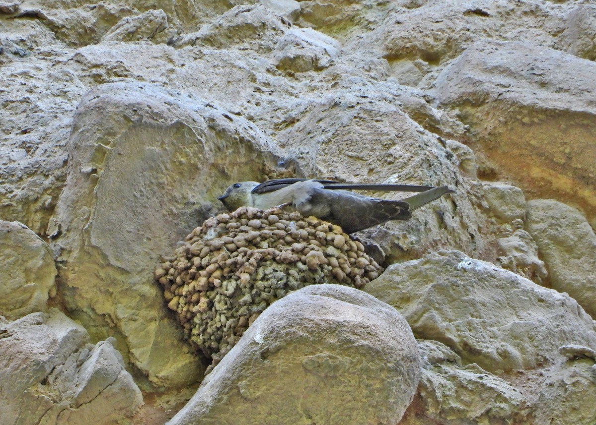 Eurasian Crag-Martin - ML638180085