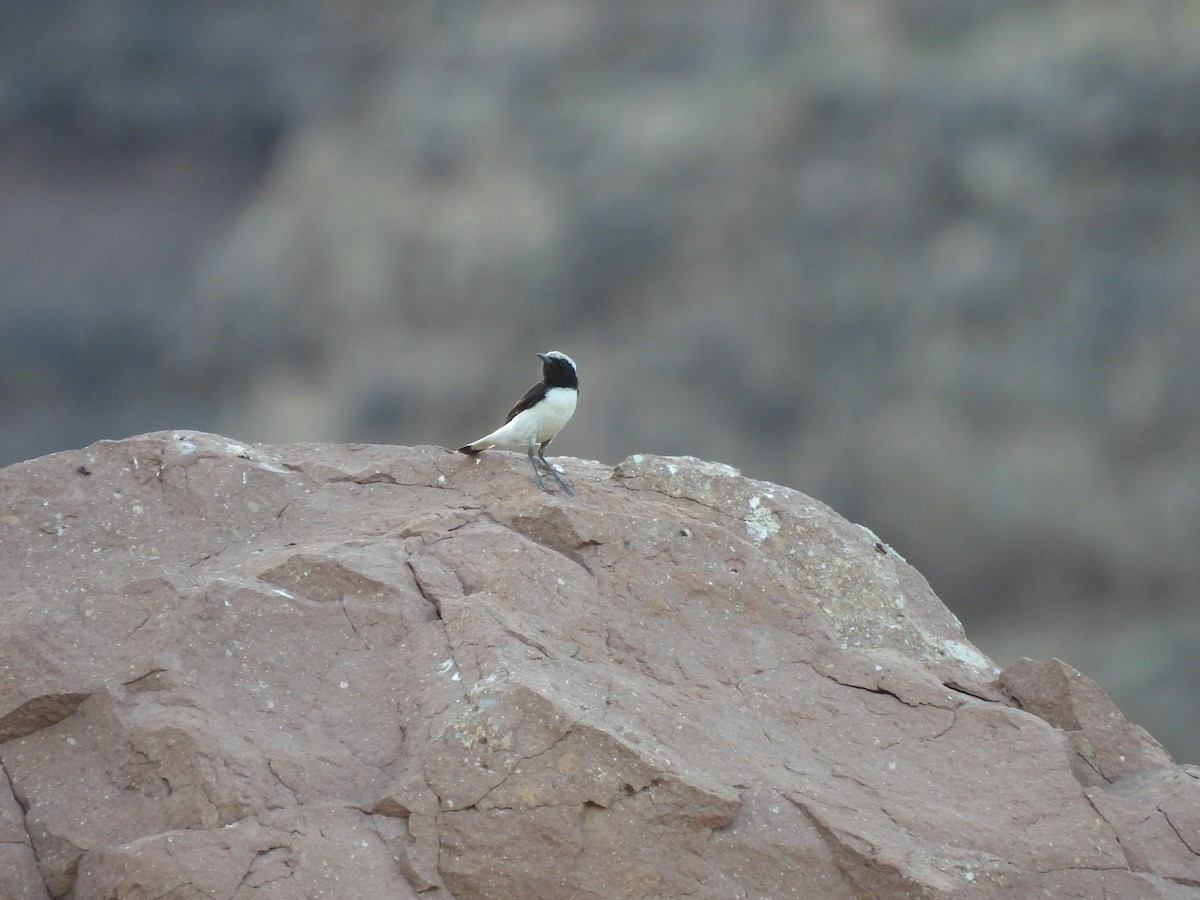 Pied Wheatear - ML638180144