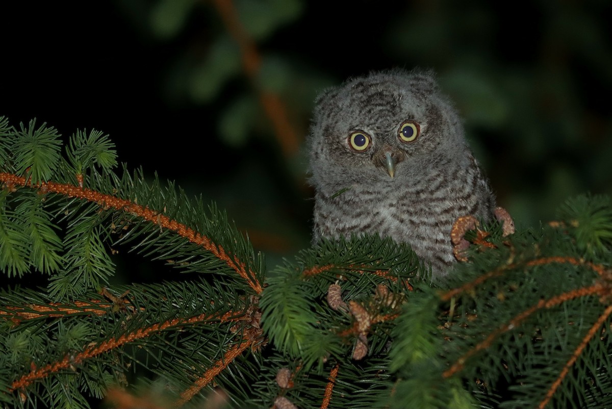 Eastern Screech-Owl - ML638180157