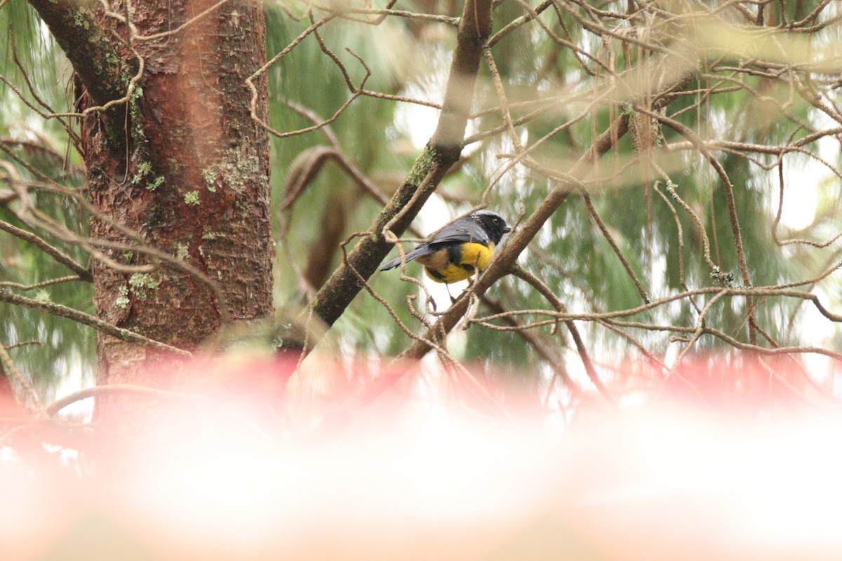 Buff-breasted Mountain Tanager - ML638180164