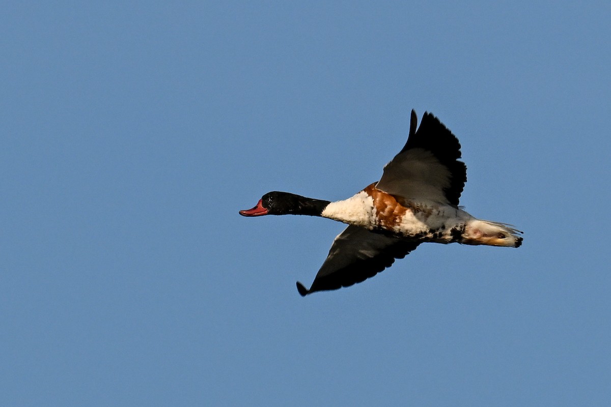 Common Shelduck - ML638180168