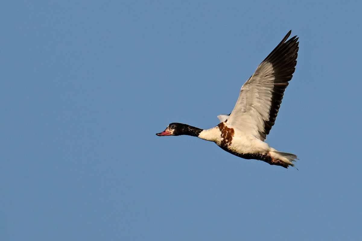 Common Shelduck - ML638180171