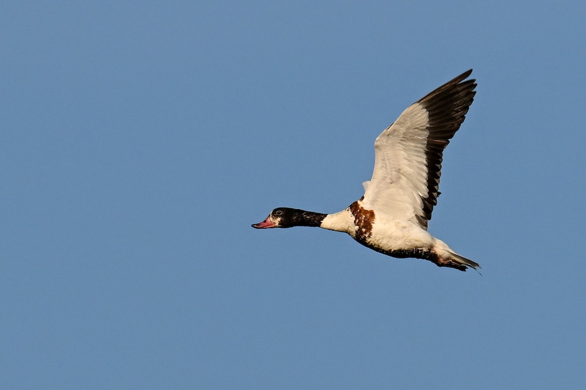 Common Shelduck - ML638180172