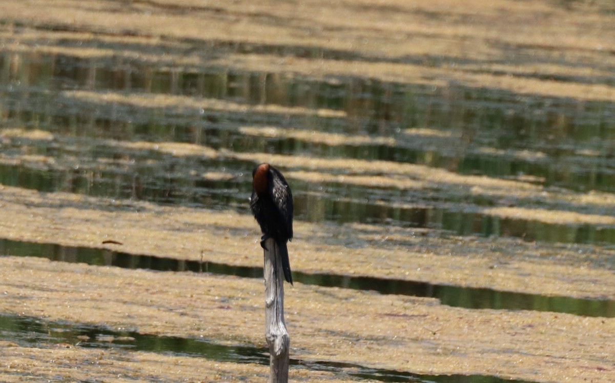 Pygmy Cormorant - ML638180173