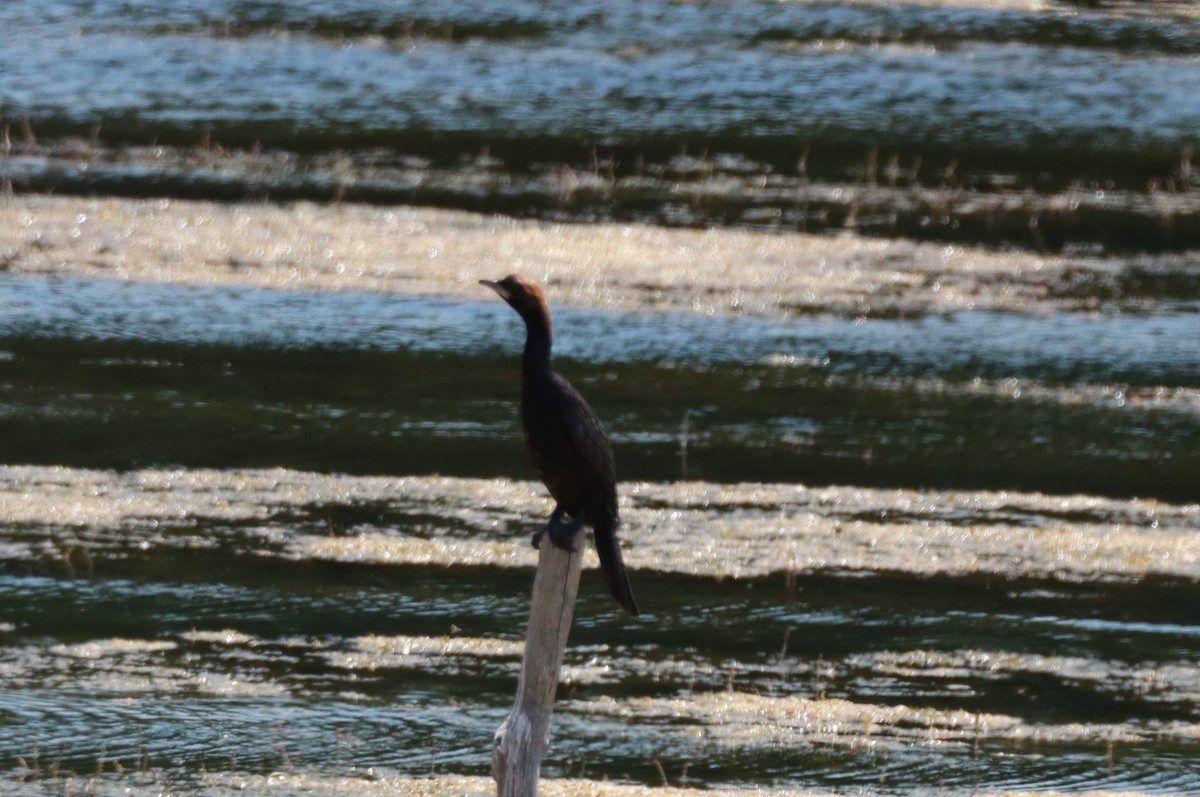 Pygmy Cormorant - ML638180175