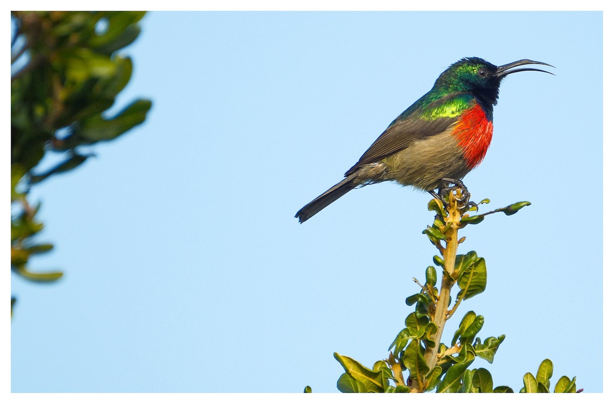 Greater Double-collared Sunbird - ML638180209