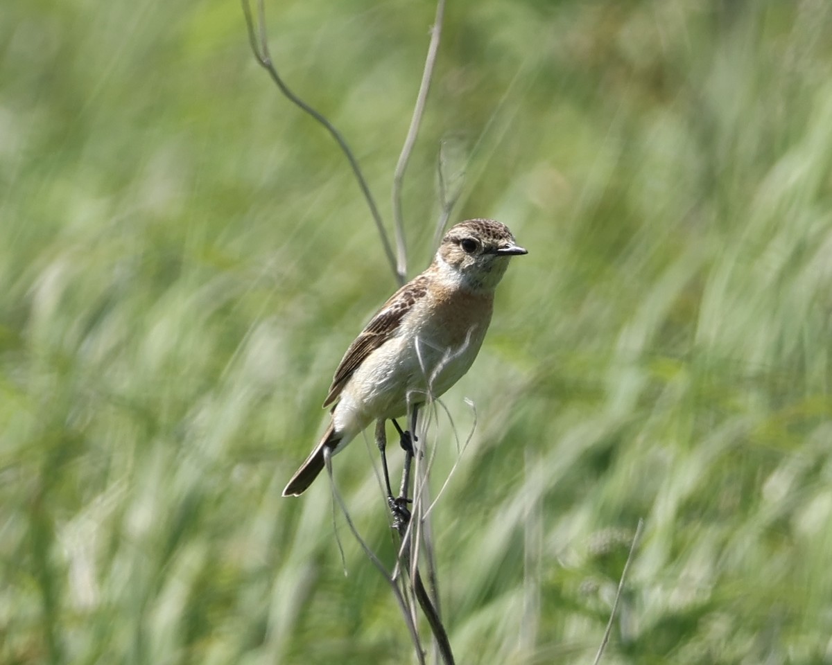 Amur Stonechat - ML638180263