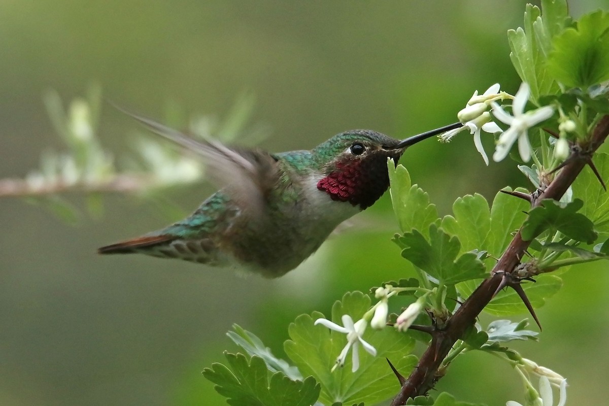 Broad-tailed Hummingbird - ML638180302