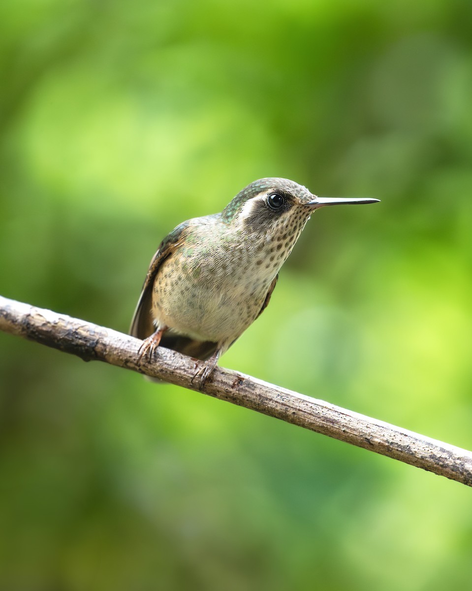 Speckled Hummingbird - ML638180326