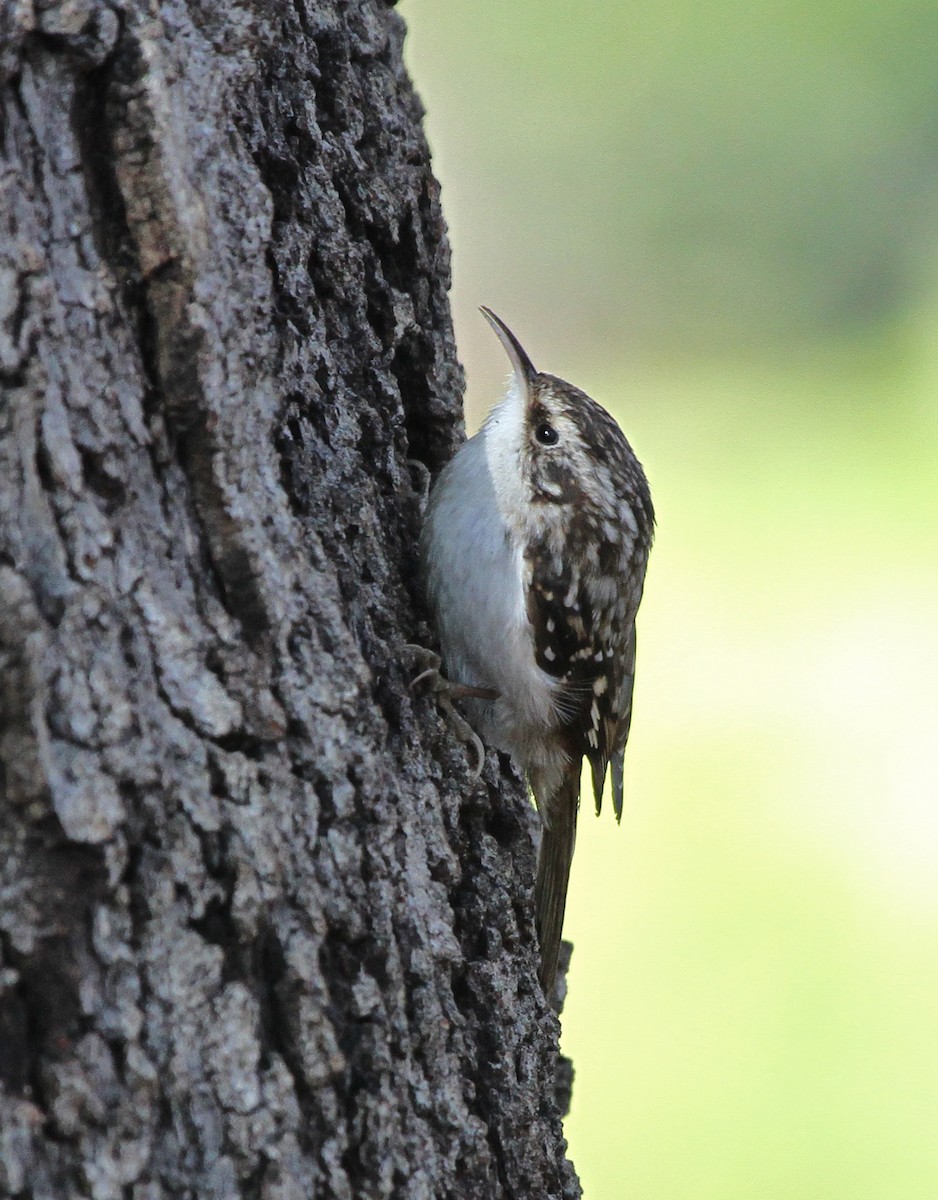Brown Creeper - ML638180375