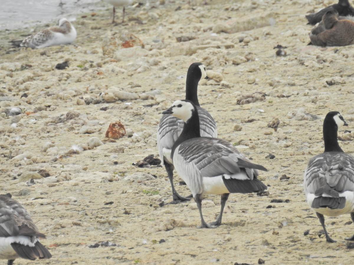 Barnacle Goose - ML638180382