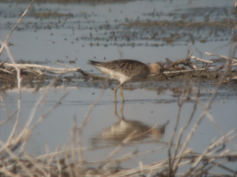 Buff-breasted Sandpiper - ML638180391
