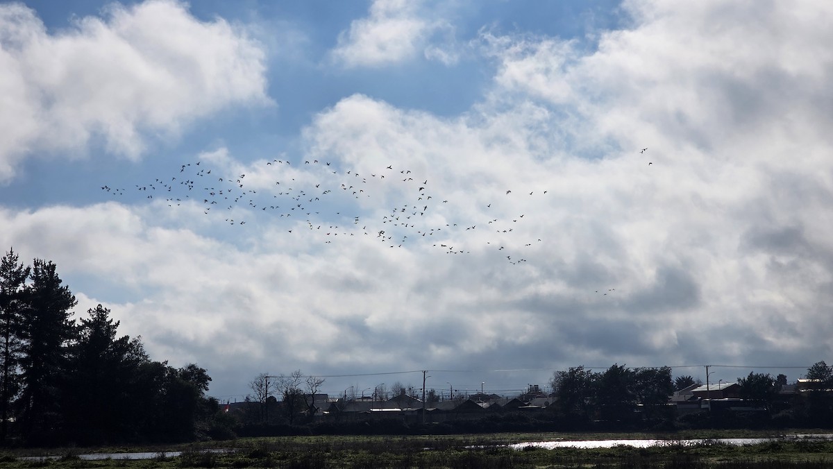 Chiloe Wigeon - ML638180398