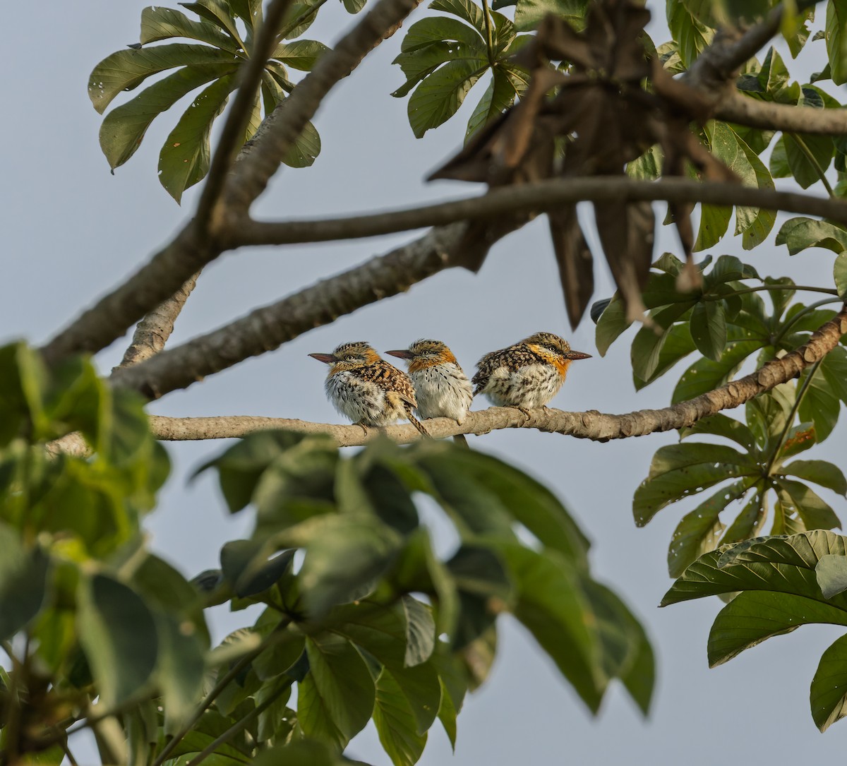 Spot-backed Puffbird (Chaco) - ML638180421