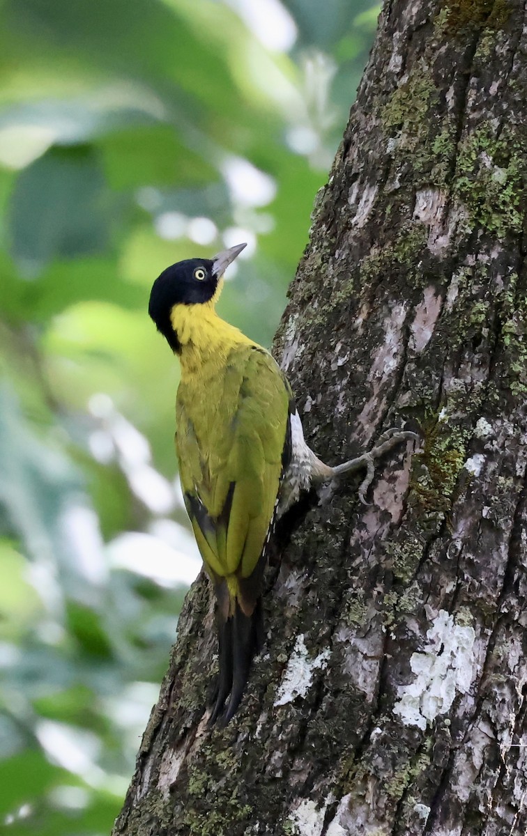 Black-headed Woodpecker - ML638180430