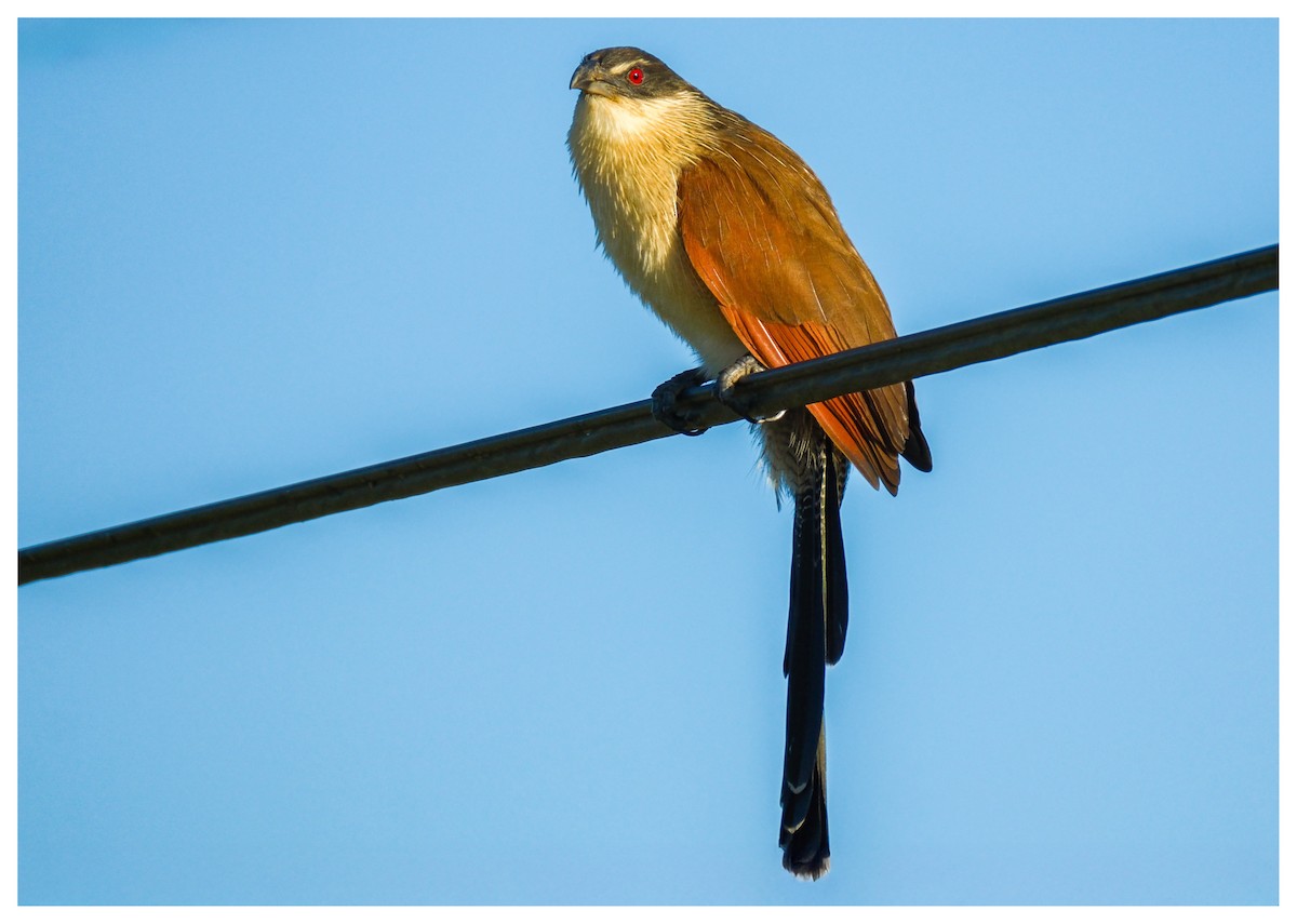 Burchell's Coucal - ML638180435