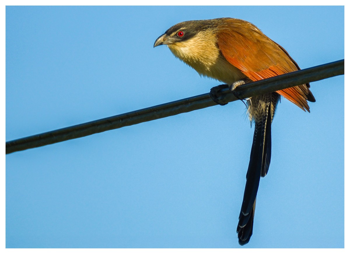 Burchell's Coucal - ML638180436